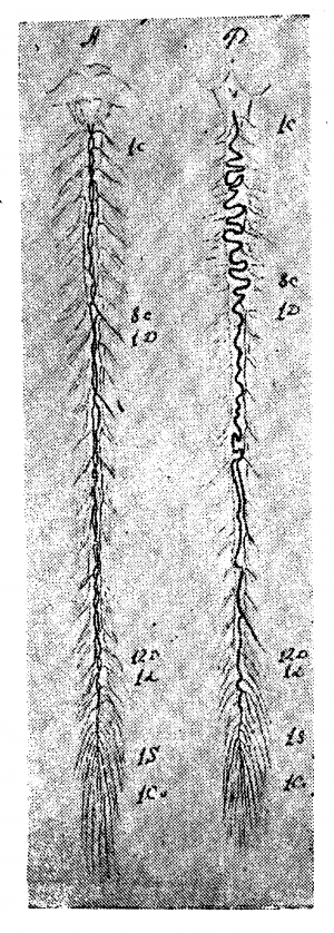 Анатомия вен спинного мозга - 75.png