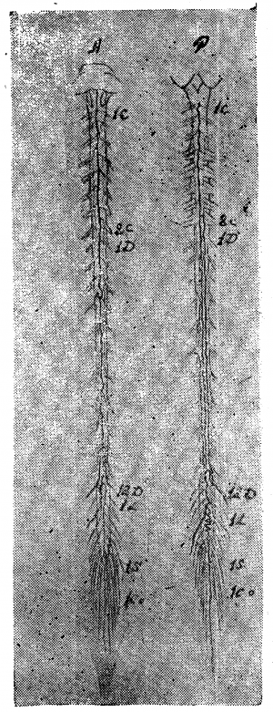 Анатомия вен спинного мозга - 60.png