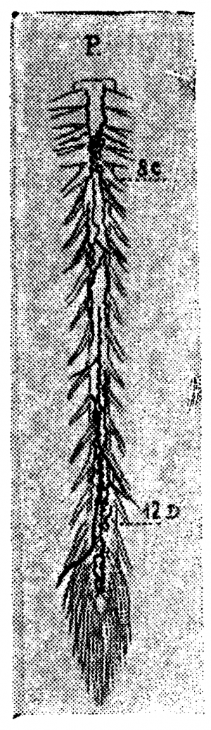 Анатомия вен спинного мозга - 49.png