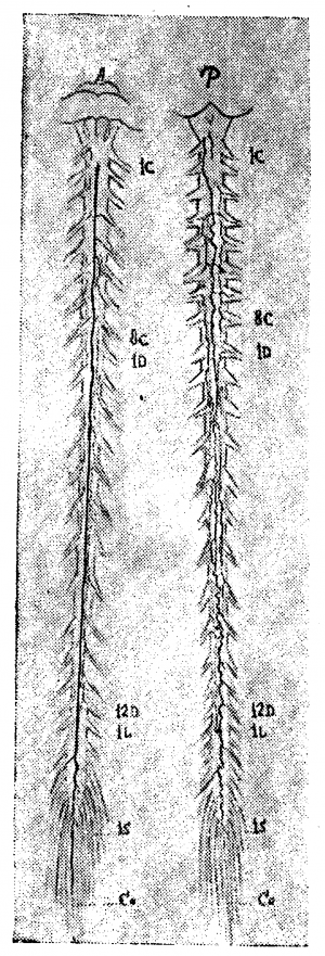 Анатомия вен спинного мозга - 58.png