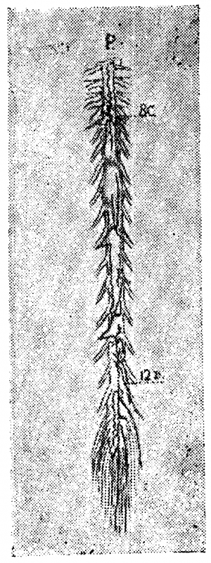 Анатомия вен спинного мозга - 40.png