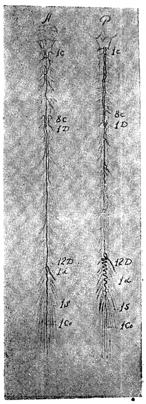 Анатомия вен спинного мозга - 41.png